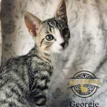 Thumbnail photo of Georgie #1