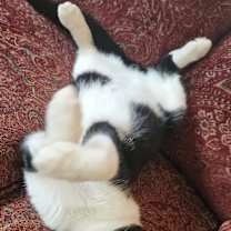 Thumbnail photo of Bohdi25 #3