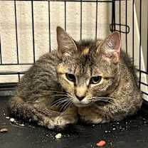 Thumbnail photo of Damsel #3