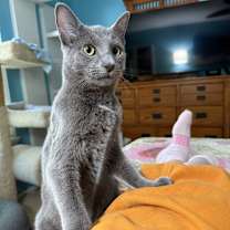 Thumbnail photo of Carl of Shadowfluff Keep #1