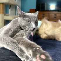 Thumbnail photo of Carl of Shadowfluff Keep #2