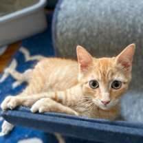 Thumbnail photo of Mongo the Mighty #1