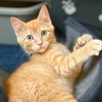 Thumbnail photo of Mongo the Mighty #2