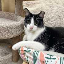 Thumbnail photo of Mini #1