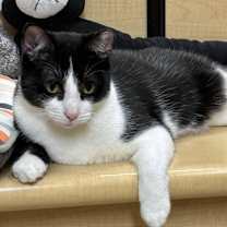 Thumbnail photo of Mini #3