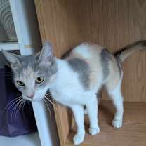 Thumbnail photo of Sylvie #1