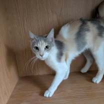 Thumbnail photo of Sylvie #2