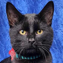 Thumbnail photo of Loki #1