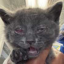 Thumbnail photo of Jetsam #2