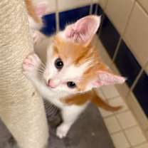 Thumbnail photo of Gus Gus #2