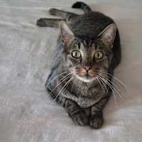 Thumbnail photo of Mirringa #2