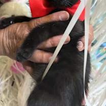 Thumbnail photo of Bellcrow #1