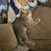 Thumbnail photo of Reggie YOUNG TABBY MALE #2