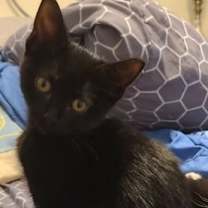 Thumbnail photo of Junebug #1