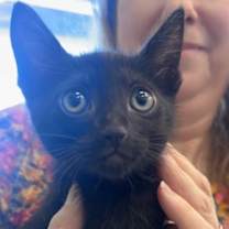 Thumbnail photo of Junebug #2