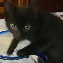 Thumbnail photo of Junebug #3