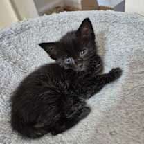 Thumbnail photo of Jellybean #1