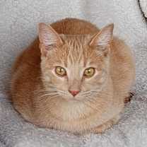 Thumbnail photo of Watson #1