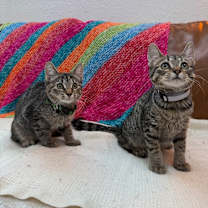 Thumbnail photo of Queens New York #4