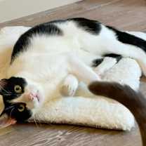 adopt a pet