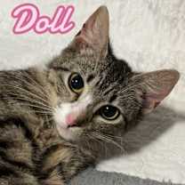 Thumbnail photo of Doll #1