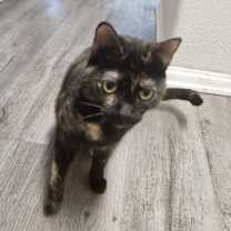 Thumbnail photo of CAPTAIN JESSICA  CORTEZ #3