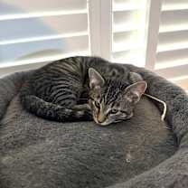 Thumbnail photo of Mikey #2