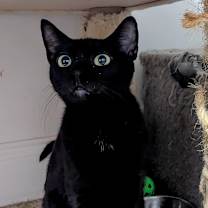 Thumbnail photo of Tiamat #2