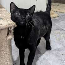 Thumbnail photo of Tiamat #3