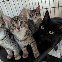 Thumbnail photo of Tiamat #4