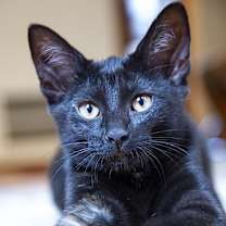 Thumbnail photo of Boba (& Julius!) #4