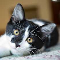 Thumbnail photo of Milk (& Sumo!) #2