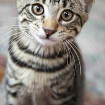 Thumbnail photo of Smush #4