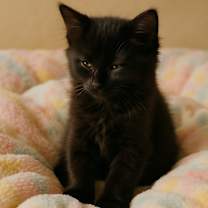 Thumbnail photo of Mia #2