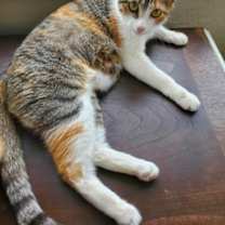 Thumbnail photo of Cleo **SPONSORED** #2