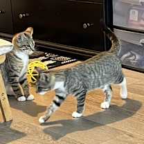 Thumbnail photo of Lil #3