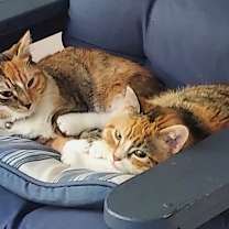 Thumbnail photo of TOVAH & MITZVAH #1