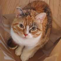 Thumbnail photo of TOVAH & MITZVAH #3