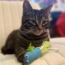 Thumbnail photo of Wrangler #3