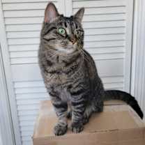 Thumbnail photo of Mochi #1