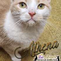 Thumbnail photo of Athena #1