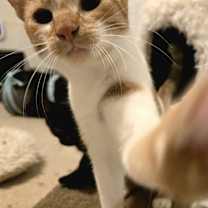 Thumbnail photo of Otter #2