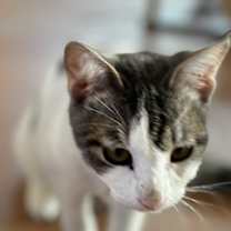 Thumbnail photo of FREYA #1