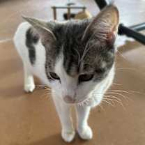 Thumbnail photo of FREYA #2