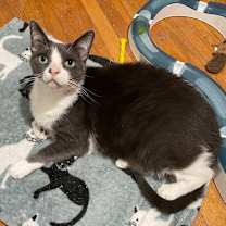 Thumbnail photo of Coral #1