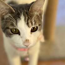 Thumbnail photo of FREYA #4