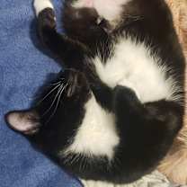 Thumbnail photo of Enyo #3