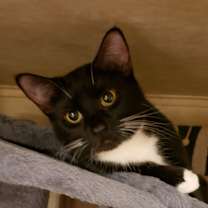 Thumbnail photo of Enyo #4