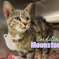Thumbnail photo of Cordelia Moonstone #2