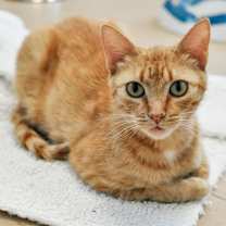 Thumbnail photo of Ginger Mae #1